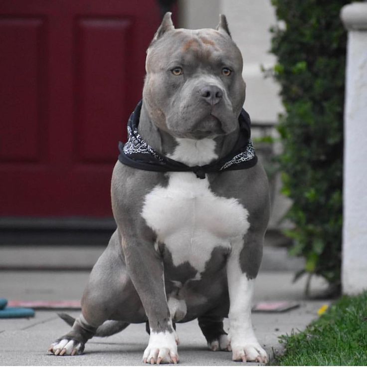 a gray and white dog sitting on top of a sidewalk