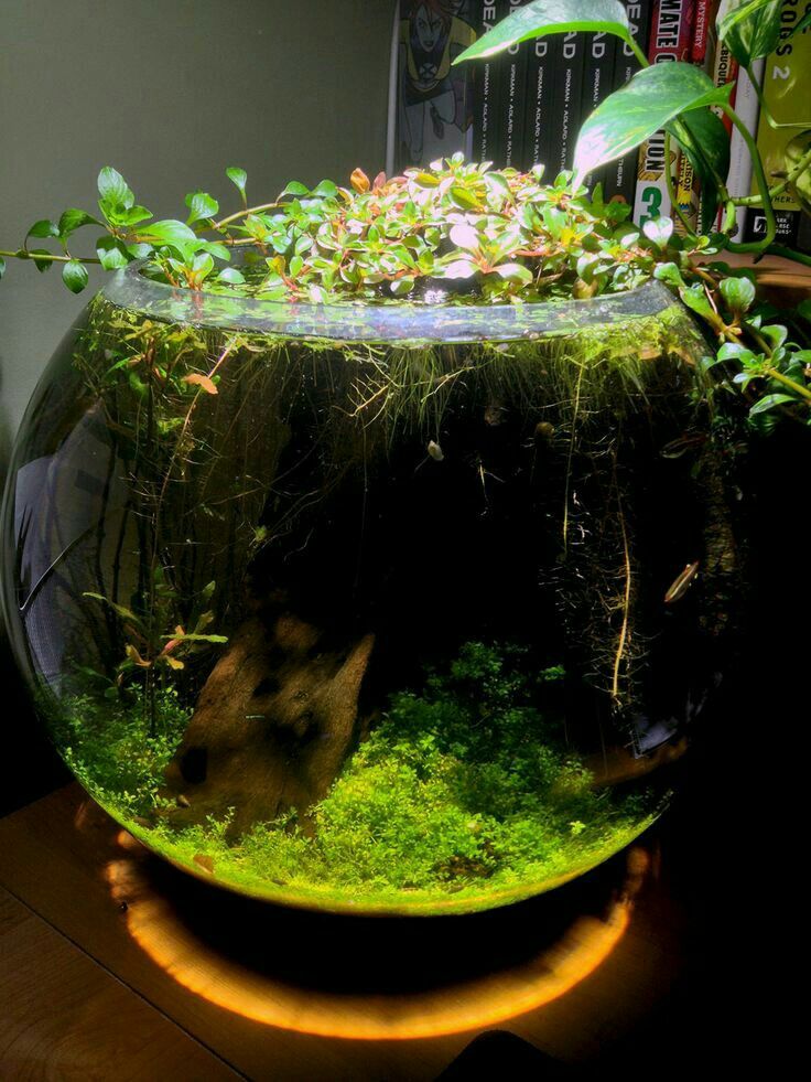 an aquarium filled with plants and water