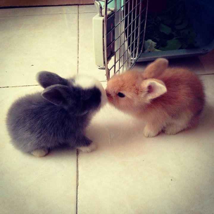 two small rabbits playing with each other on the floor in front of a caged animal