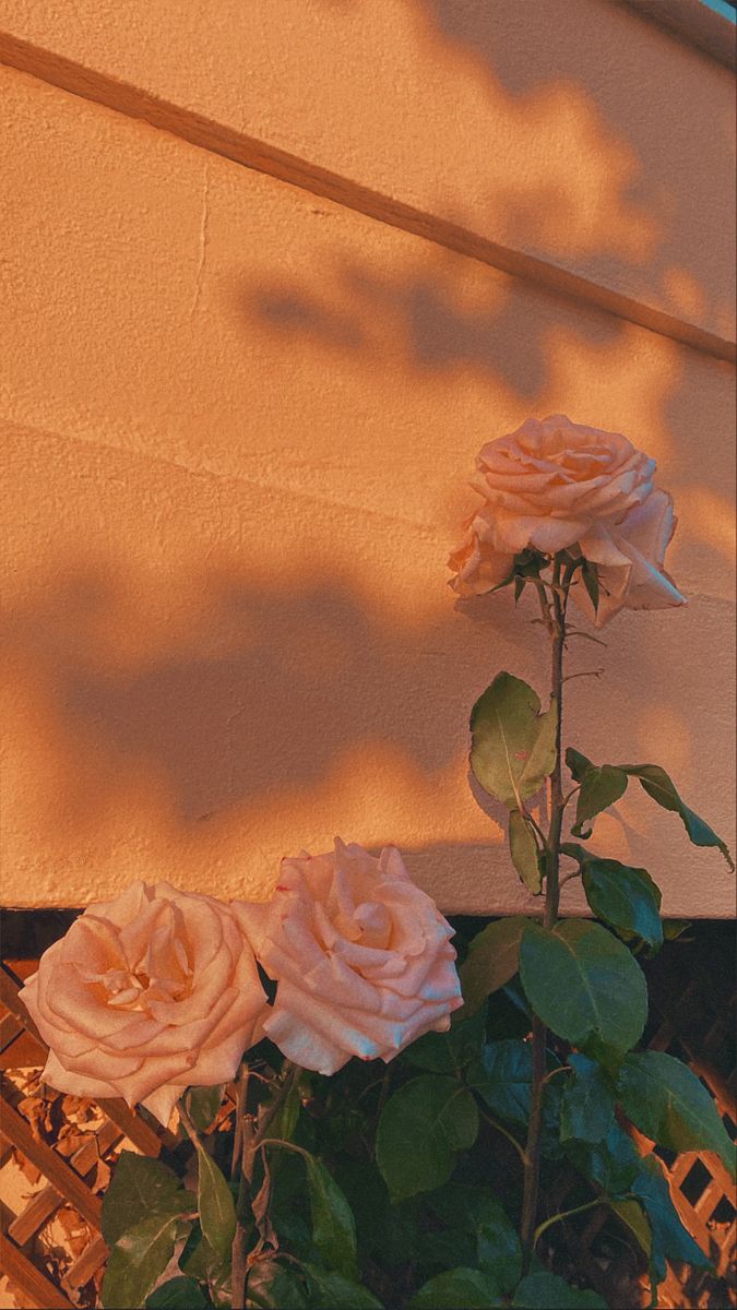 three pink roses are growing on the side of a building with shadows cast on it