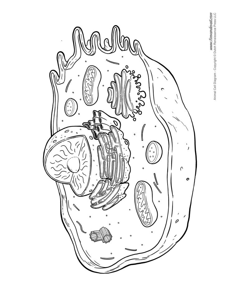 an animal cell is shown in this black and white illustration, with the cells attached to it