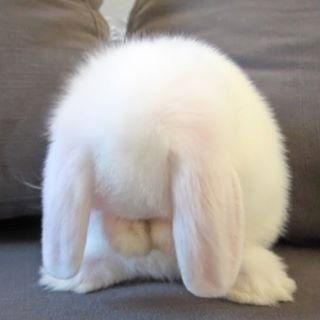 a small white rabbit sitting on top of a couch