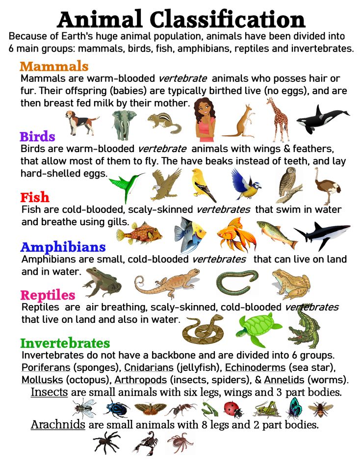 an animal class poster with different types of animals