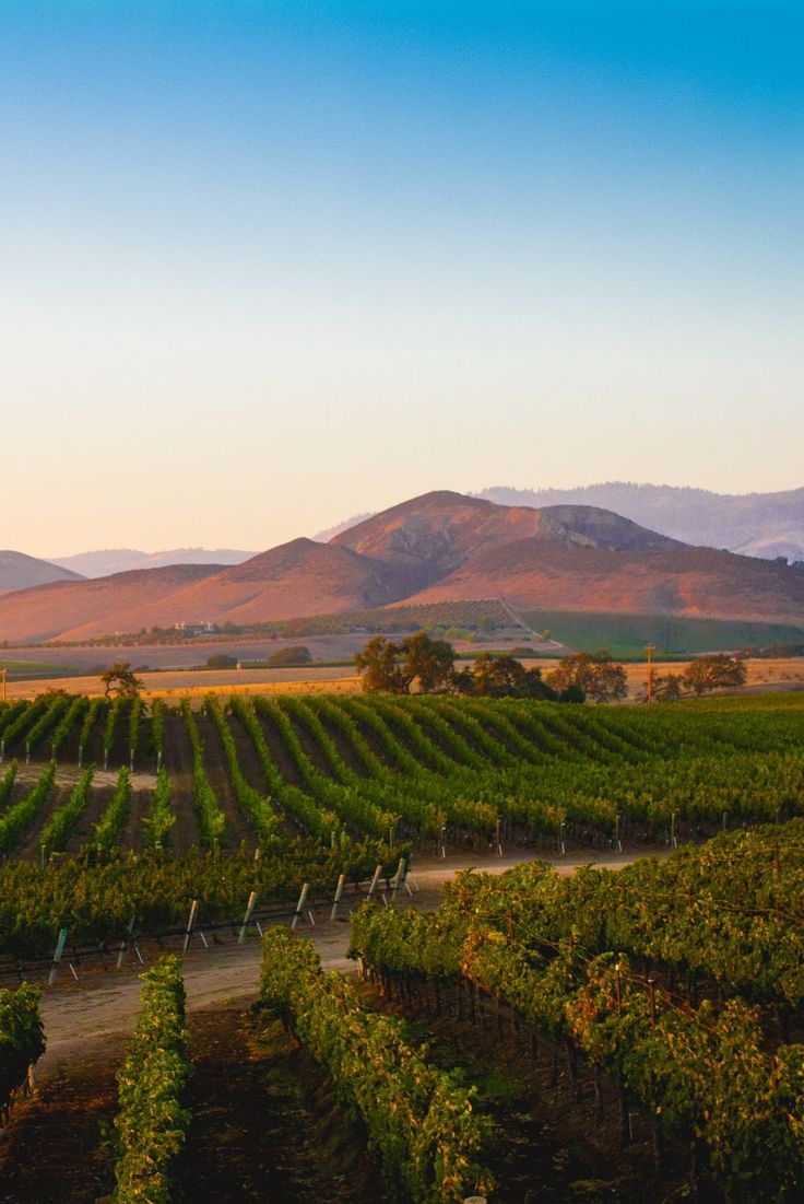 an aerial view of a vineyard with mountains in the background