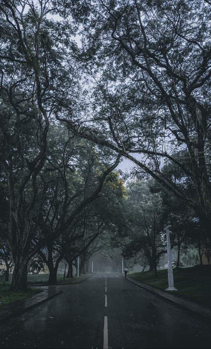 an empty road surrounded by trees in the rain