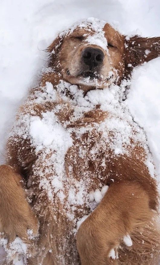 a dog is laying in the snow with its head on his back and it's eyes closed