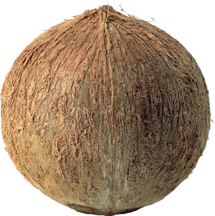 a close up of a coconut on a white background with clippings to the bottom