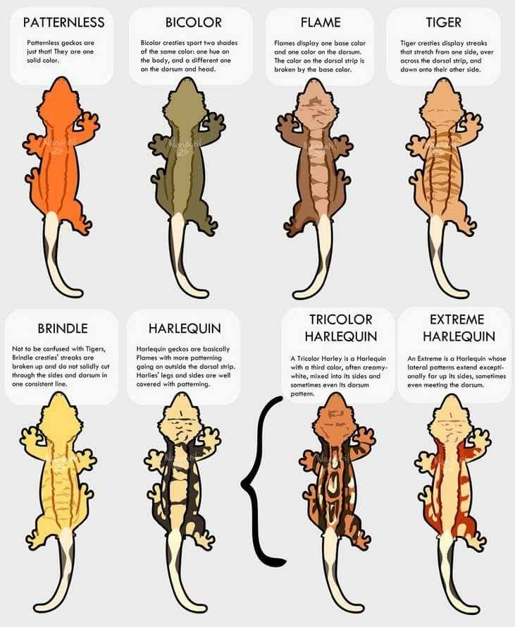 an image of different types of geckos in different colors and sizes on a white background