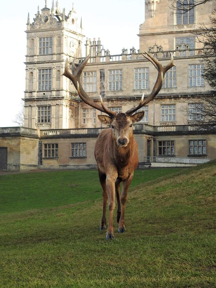 an animal that is standing in the grass near a building with large horns on it's head