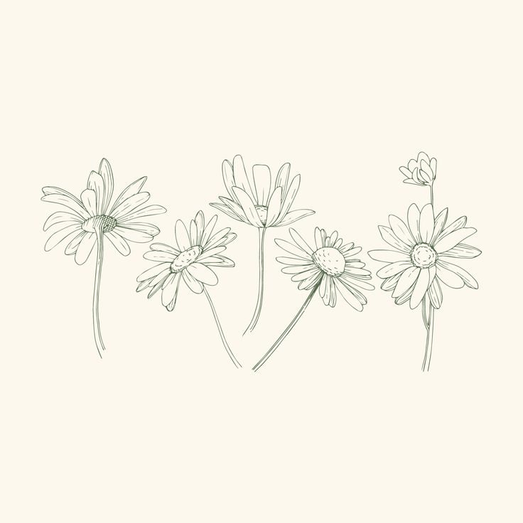 three daisies line drawing on a white background