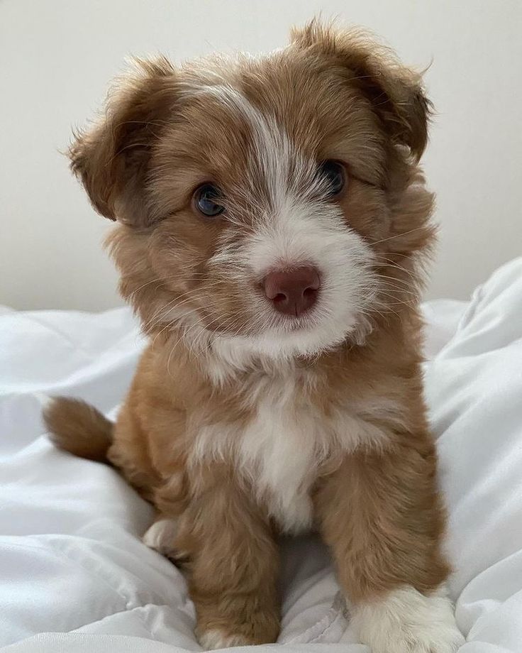 a small brown and white dog sitting on top of a bed