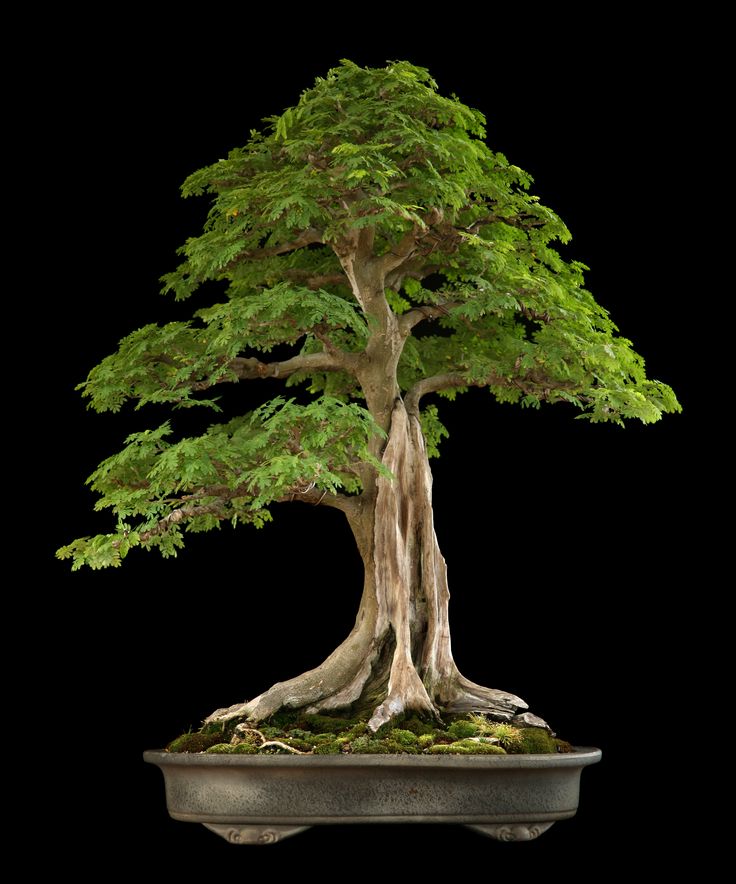 a bonsai tree in a pot on a black background