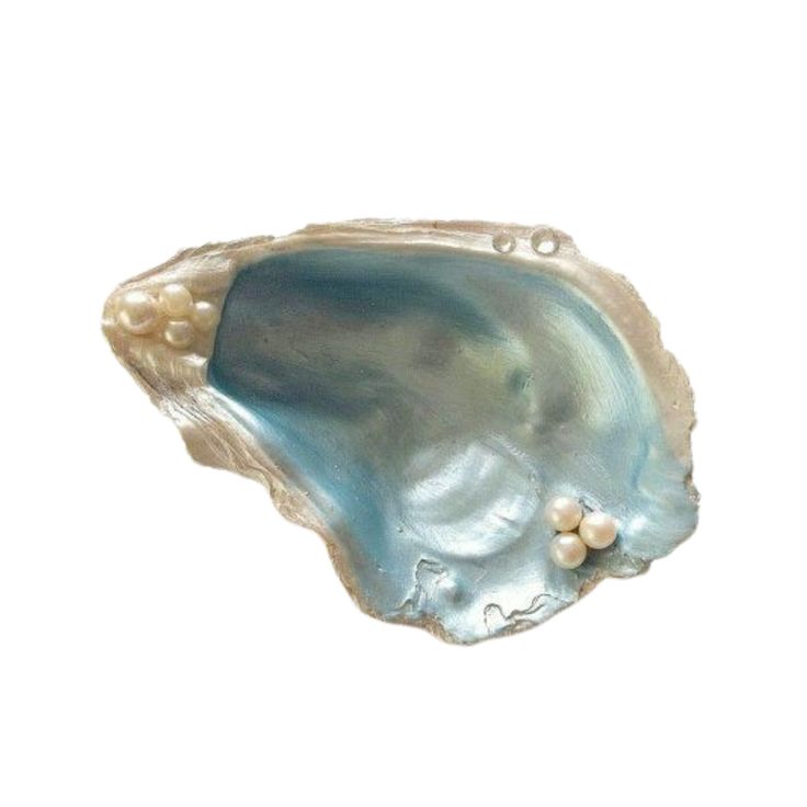 an oyster shell with pearls on it