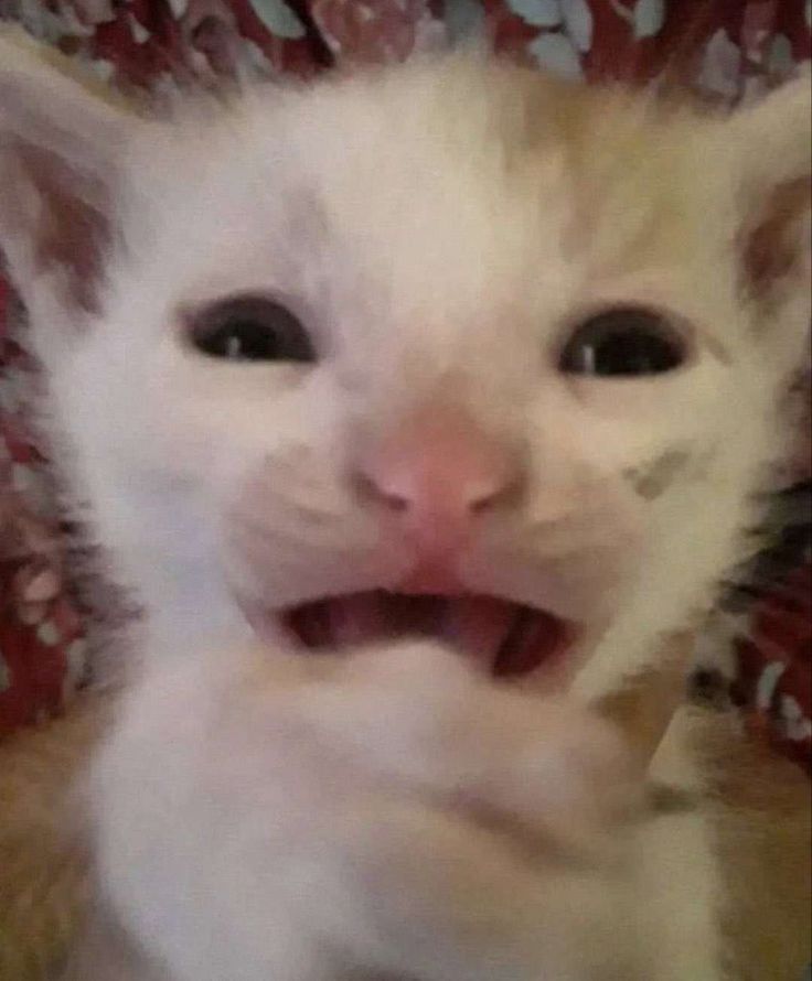 a close up of a cat with its mouth open