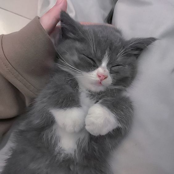 a gray and white cat sleeping on top of a person's arm with its eyes closed