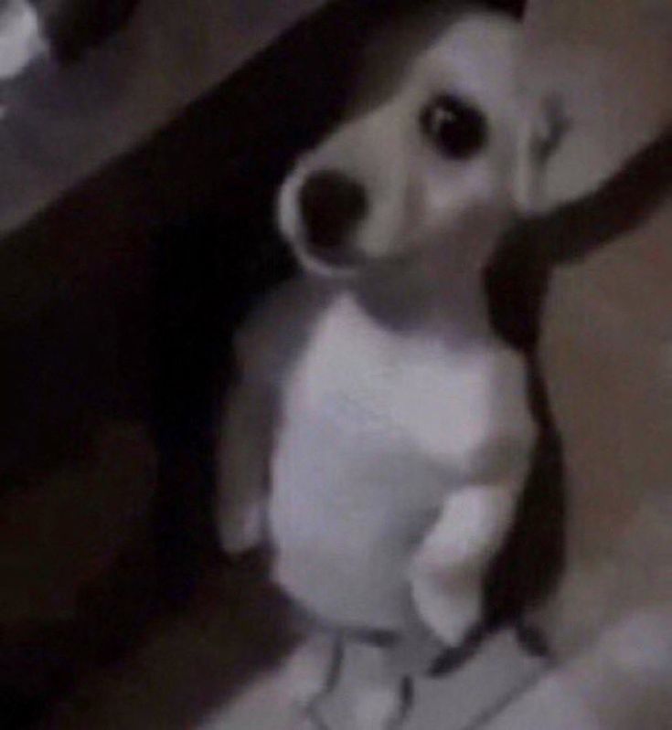 a white stuffed dog sitting on top of a wooden floor