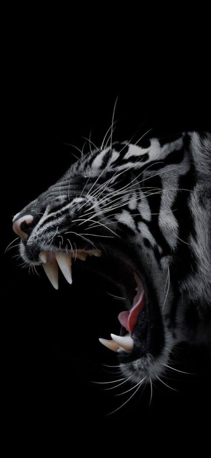 a black and white tiger with it's mouth wide open showing teeth, on a dark background