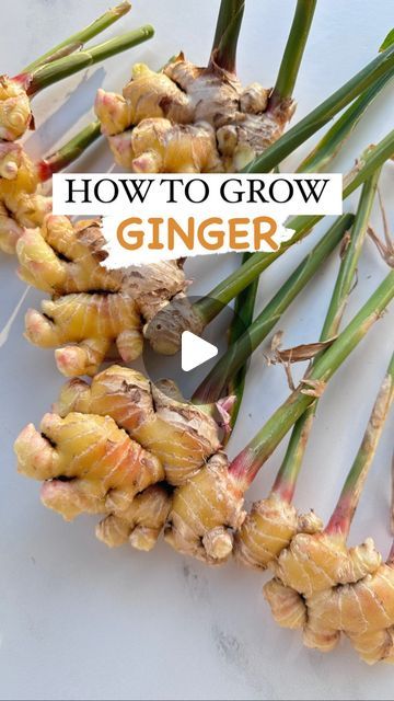 how to grow ginger in the garden with video instructions on growing ginger from seed to root