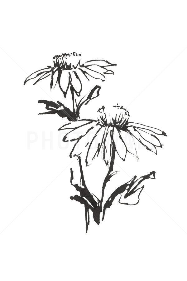 black and white drawing of flowers on a white background