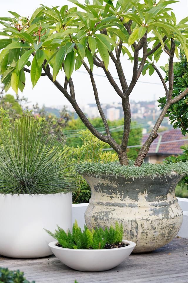 three potted plants sitting on top of a wooden table