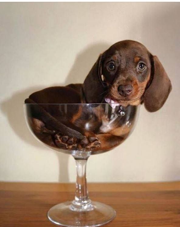 a brown and black dog sitting in a wine glass on top of a wooden table