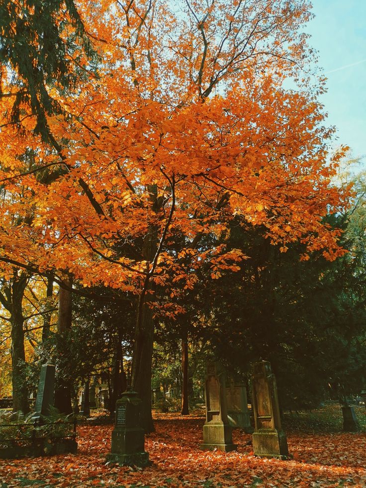 an orange tree with lots of leaves on the ground in front of some tombstones