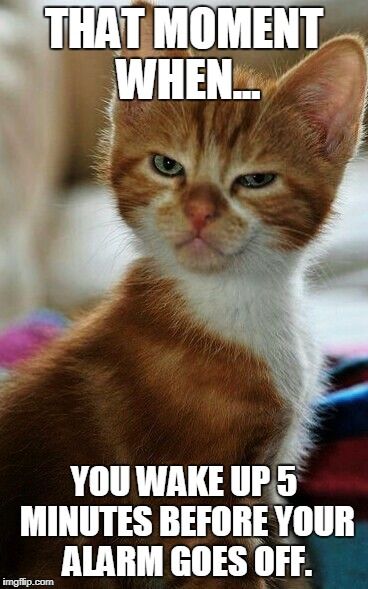 an orange and white kitten sitting on top of a bed