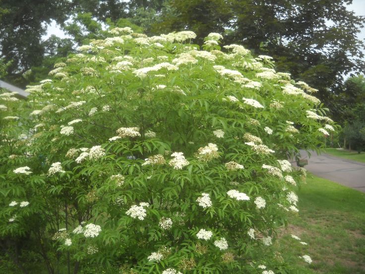 a bush with white flowers in the foreground and trees in the back ground behind it