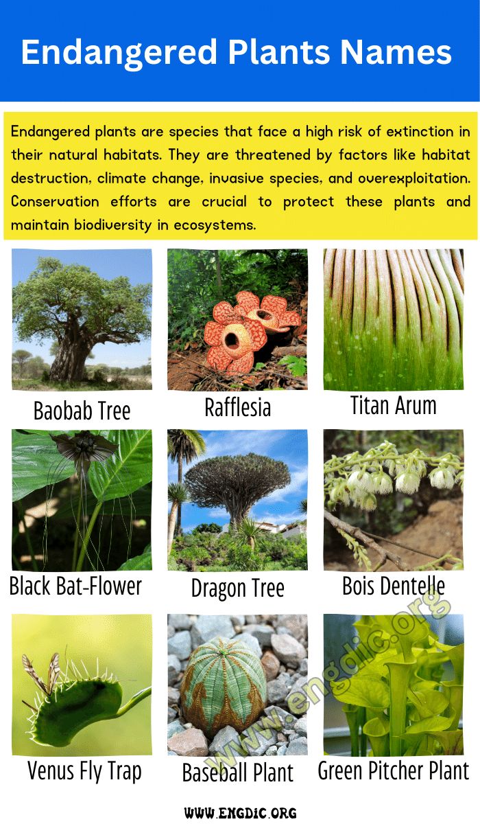 the different types of plants and their names are shown in this poster, which includes pictures of