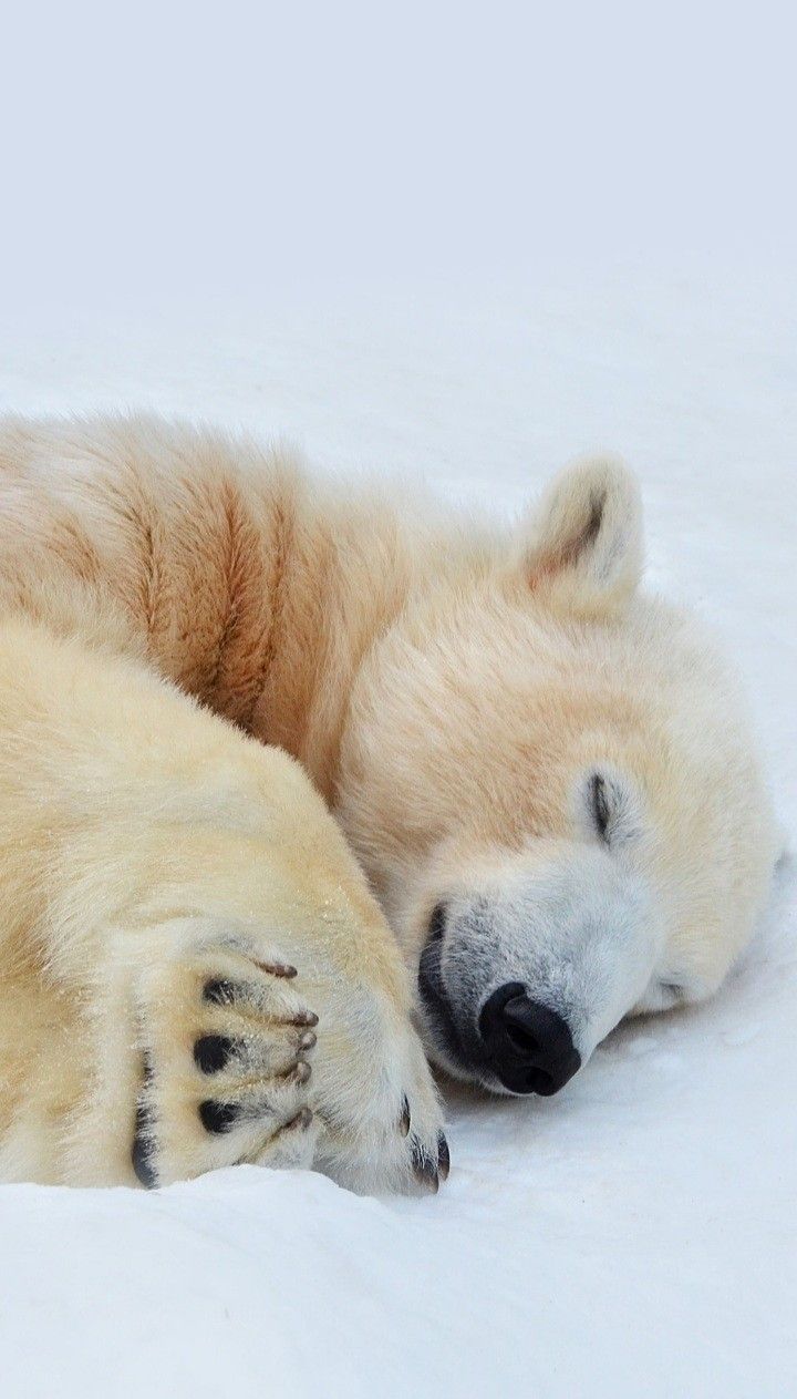 a polar bear laying on its back in the snow with it's eyes closed