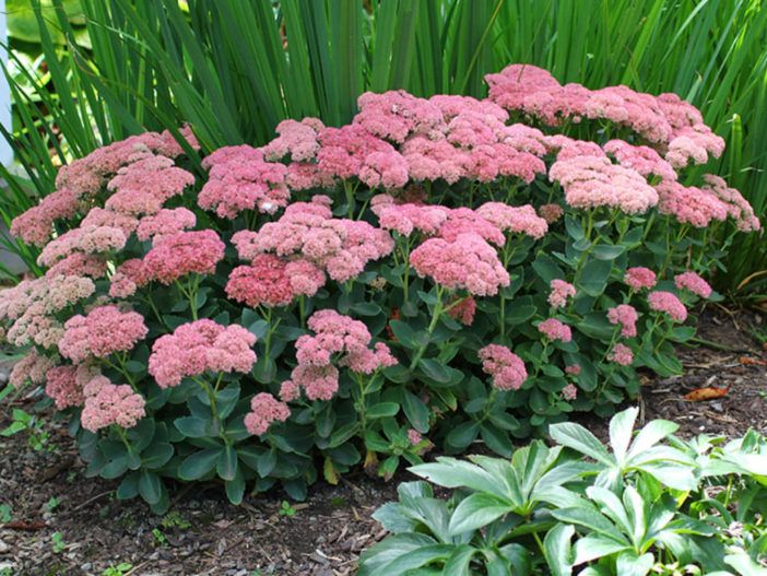 some pink flowers are growing in the garden