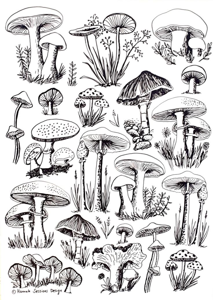 an ink drawing of different types of mushrooms