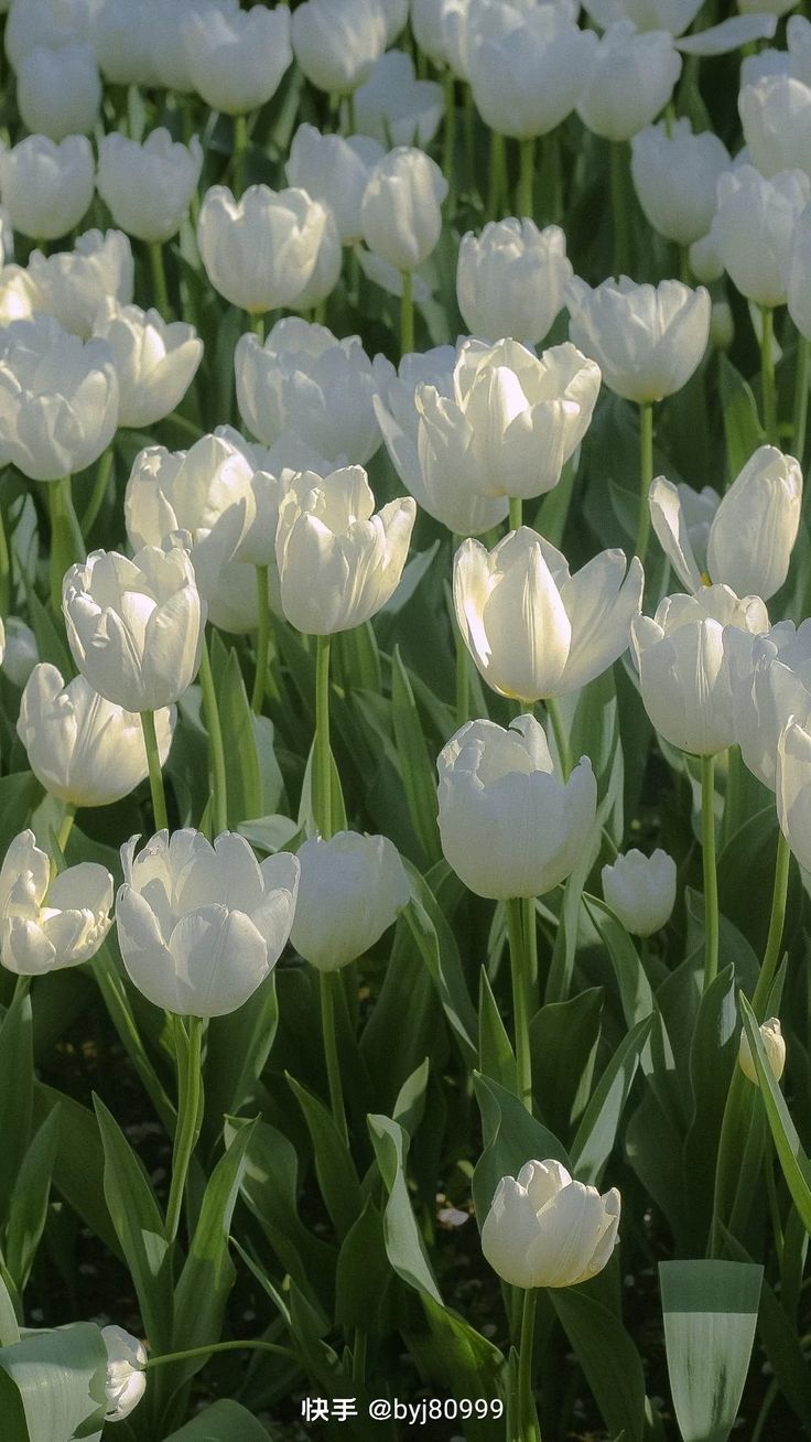 many white tulips are growing in the field