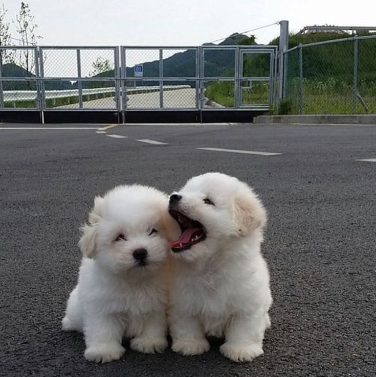 two white puppies are sitting on the pavement