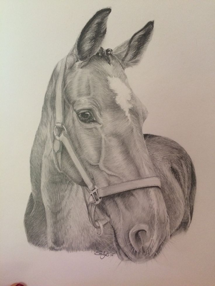 a pencil drawing of a horse's head