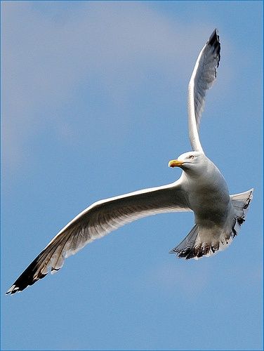 a seagull flying in the sky with its wings spread