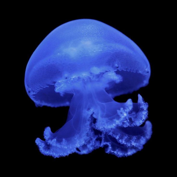 a blue jellyfish floating in the water