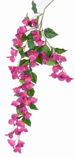 pink flowers with green leaves are hanging from a branch in front of a white background