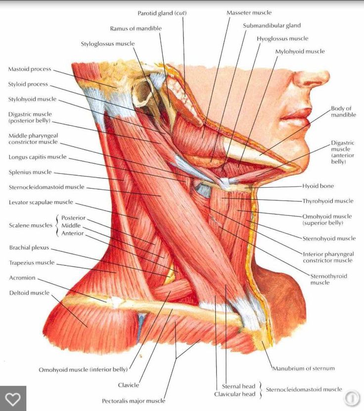 the muscles of the neck and lower limbs are labeled in this diagram, with labels on each side