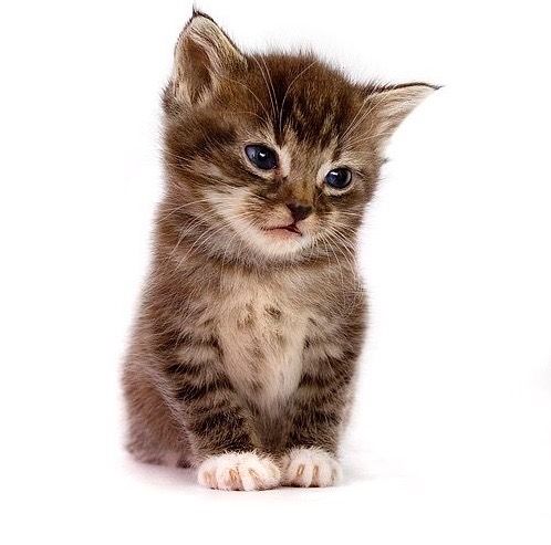 a small kitten sitting on top of a white floor