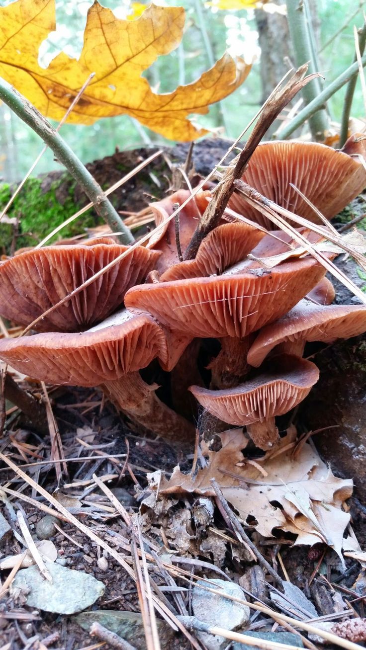 a group of mushrooms growing on the ground