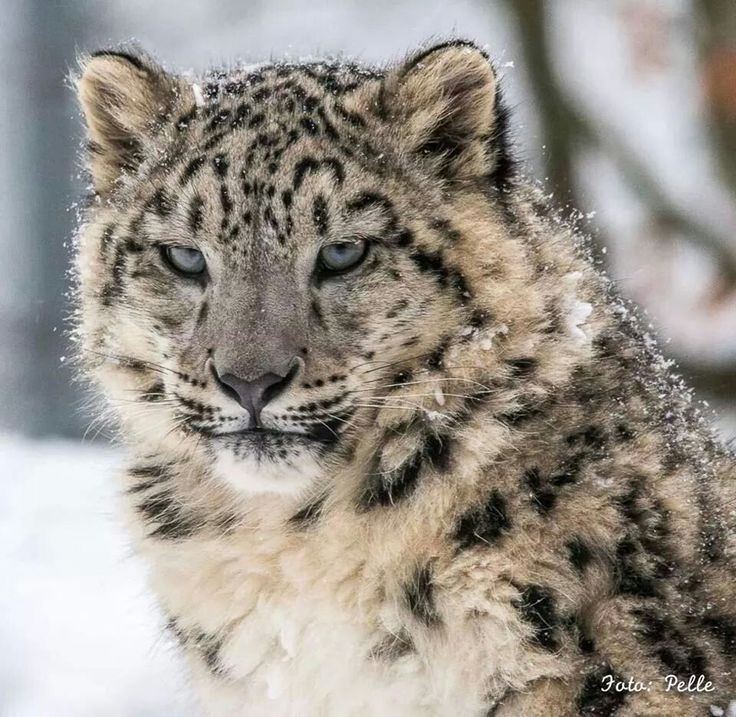 a snow leopard sitting in the snow with it's eyes open and looking at the camera