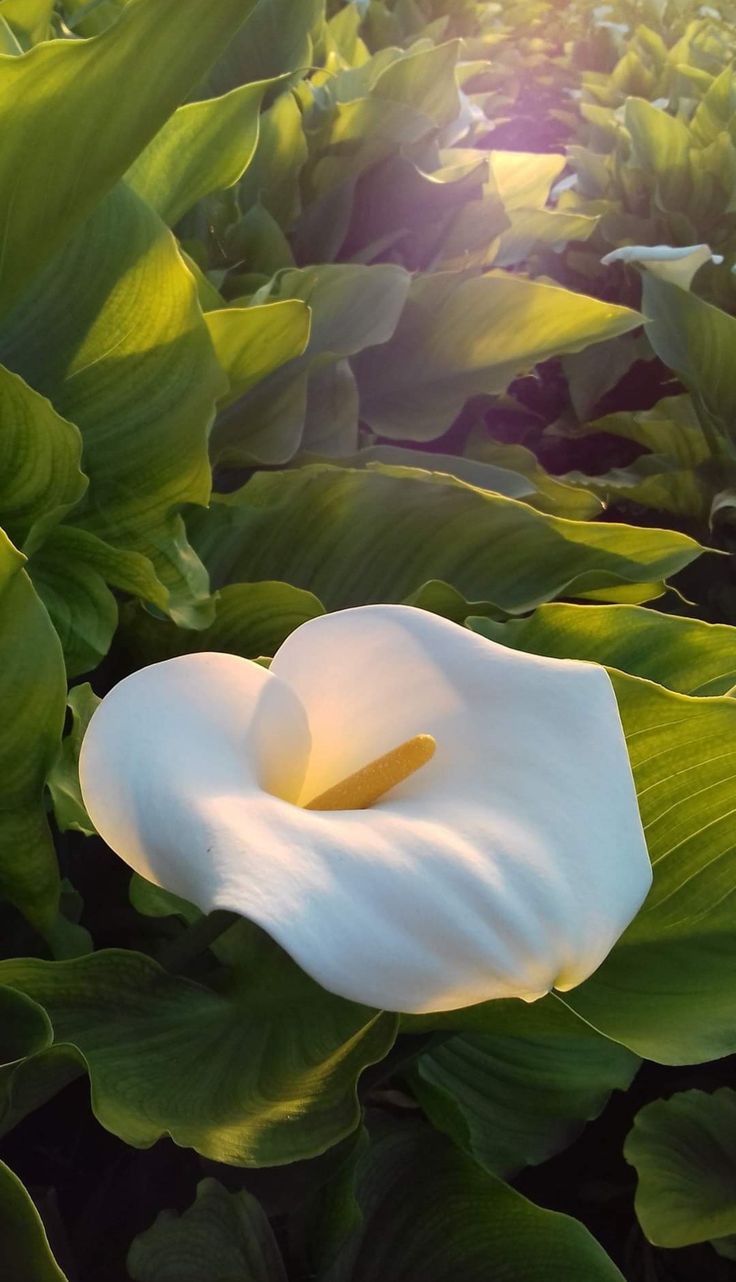 a large white flower sitting in the middle of some green leaves on a sunny day