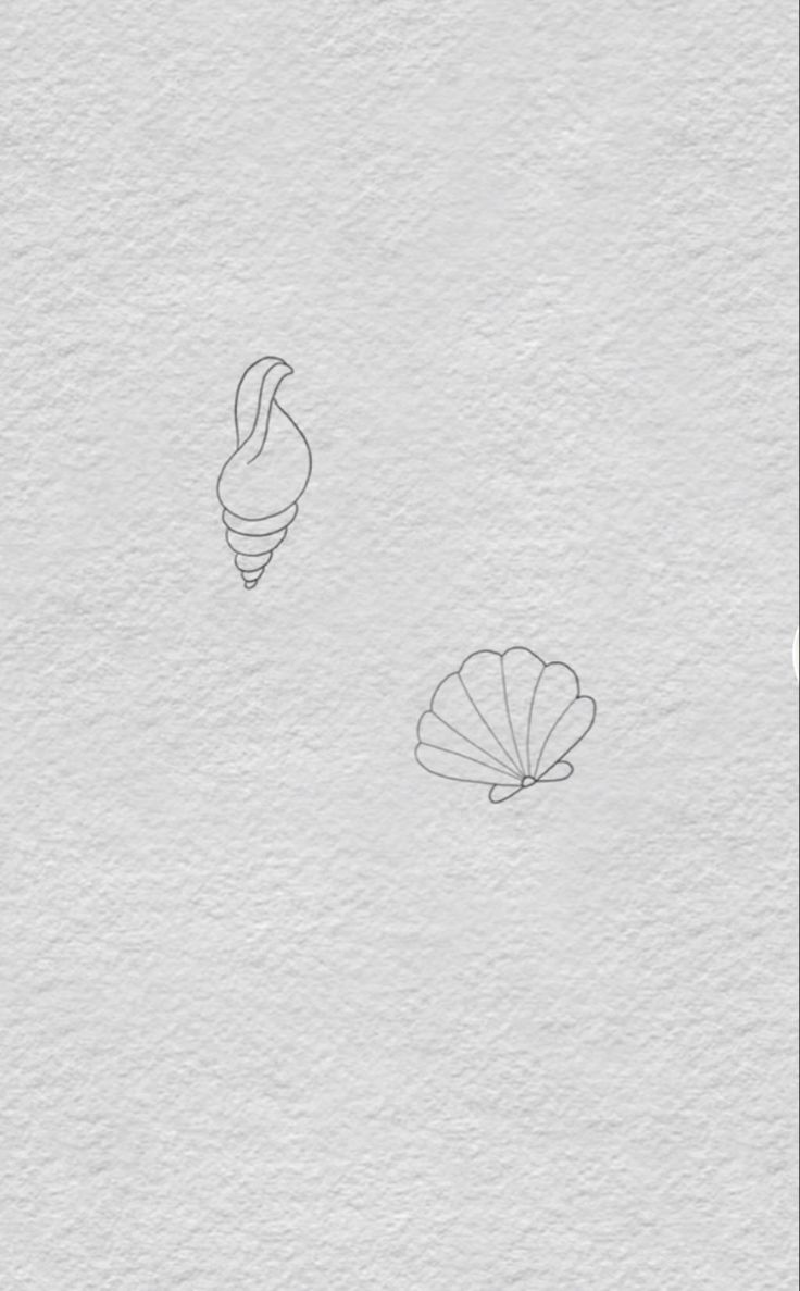 two seashells drawn on white paper