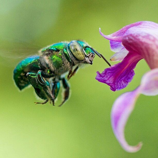 a green and blue bee flying towards a purple flower with it's wings open