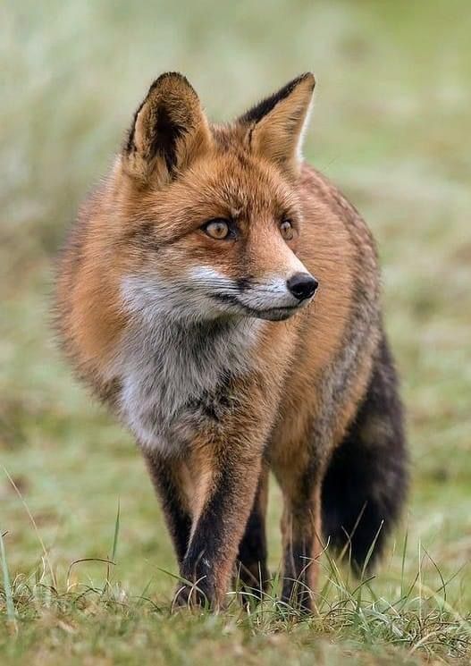 a close up of a small animal on a field