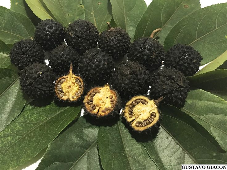 some black and yellow fruits on a green leaf