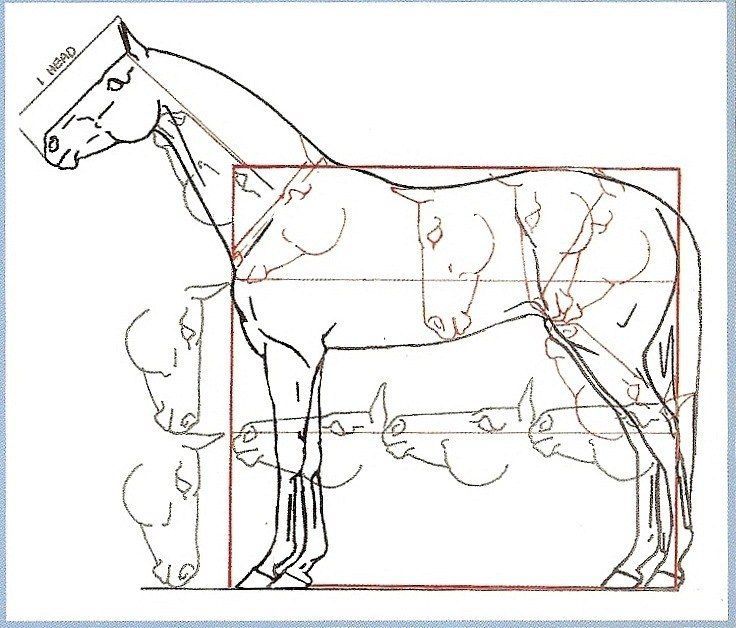 a drawing of a horse is shown with the lines drawn to show it's size