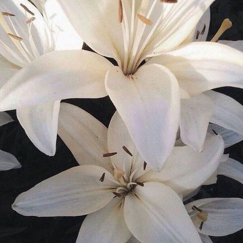 some white flowers are on a black and white background