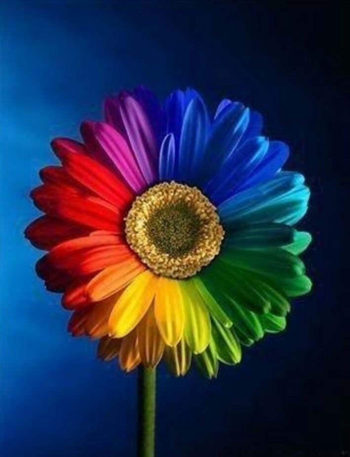 a rainbow colored flower with blue sky in the background